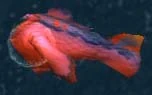 Boiled fish found floating in the boiling water.