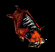 Felboar animation