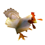 Chicken!