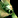 Image:IconSmall Flayer.gif