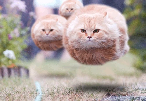 CAT FLYING GIF 
