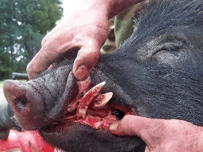 Feral_pig_wild_pig.gif